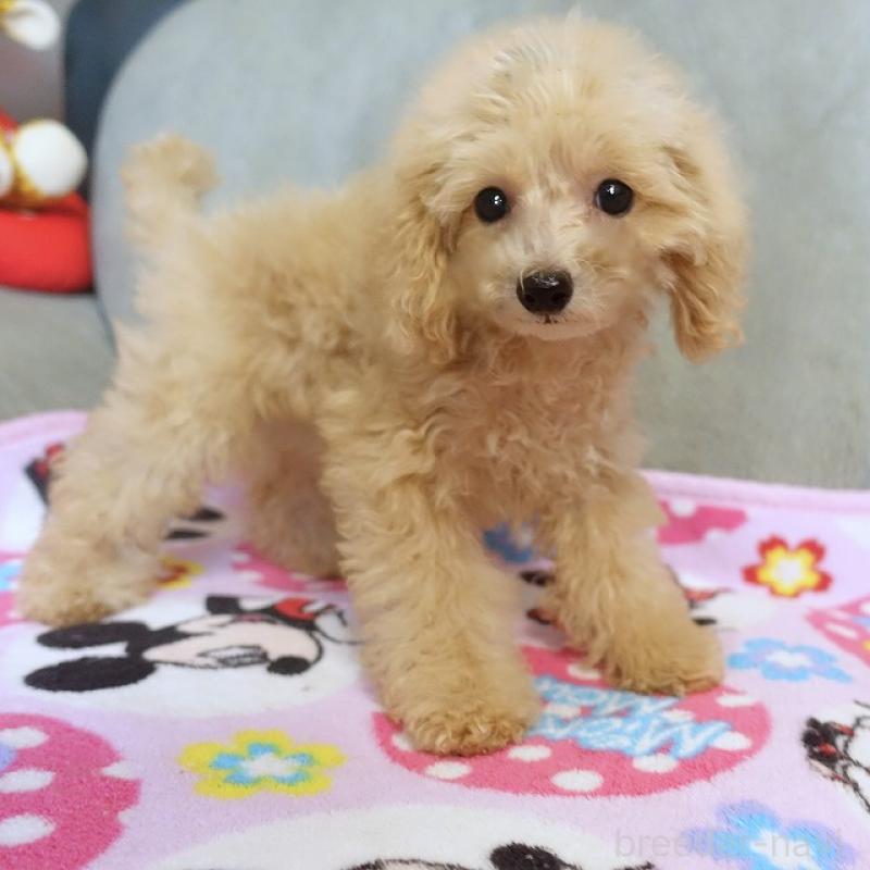 販売中の熊本県のマルプー:マルチーズ×トイプードル-447752の6枚目