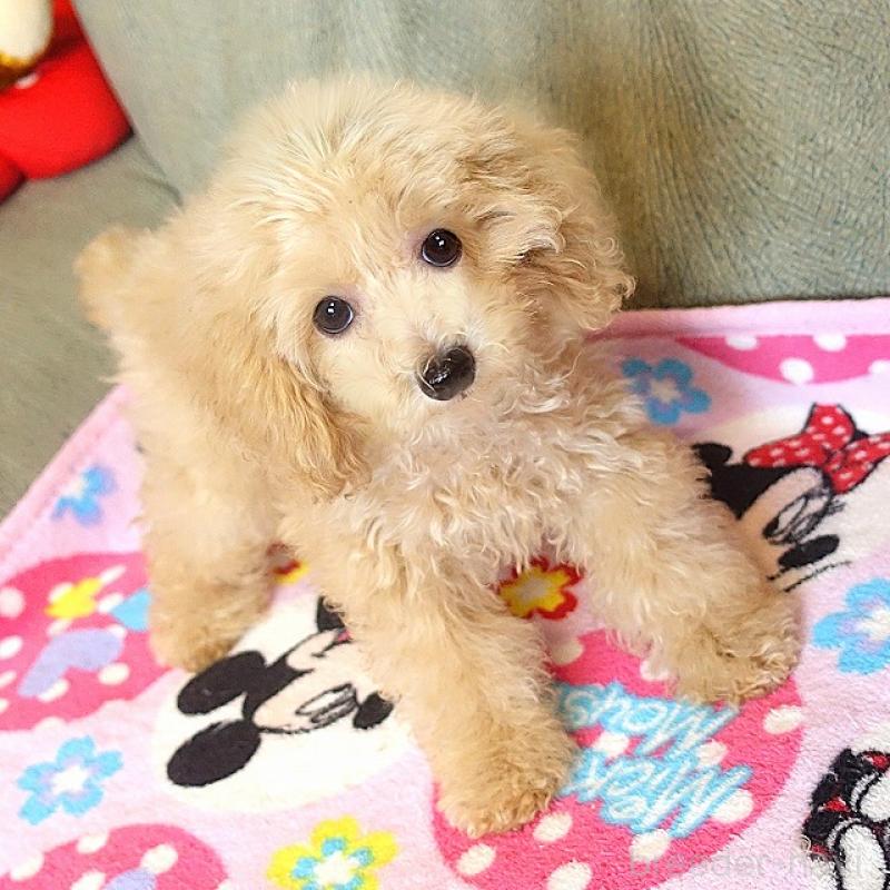 販売中の熊本県のマルプー:マルチーズ×トイプードル-447752の4枚目