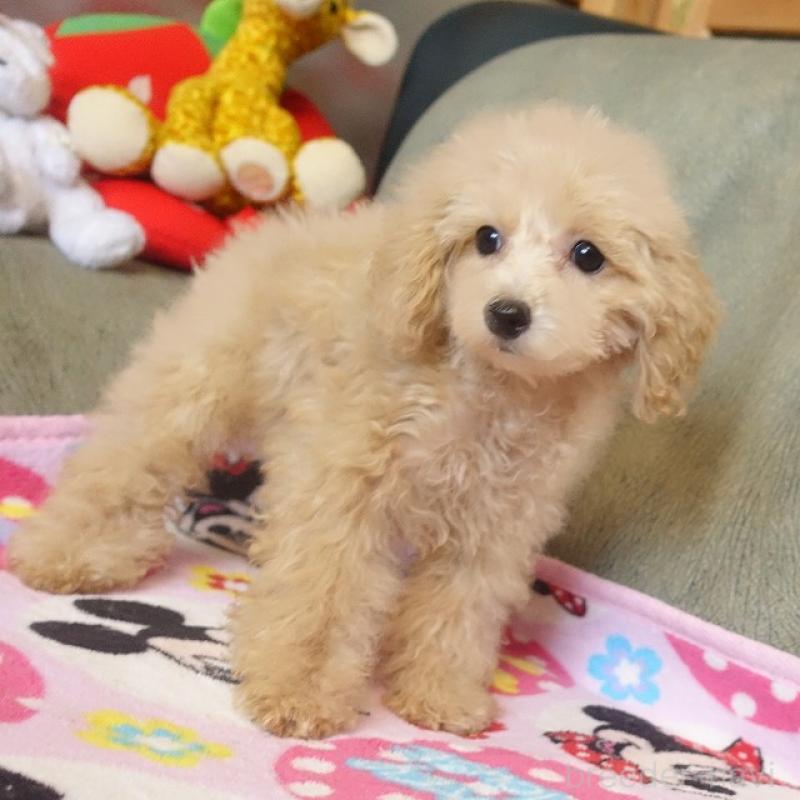 販売中の熊本県のマルプー:マルチーズ×トイプードル-447752の3枚目