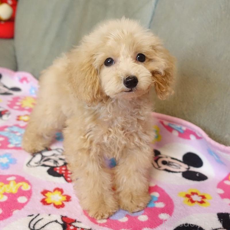 販売中の熊本県のマルプー:マルチーズ×トイプードル-447752の2枚目