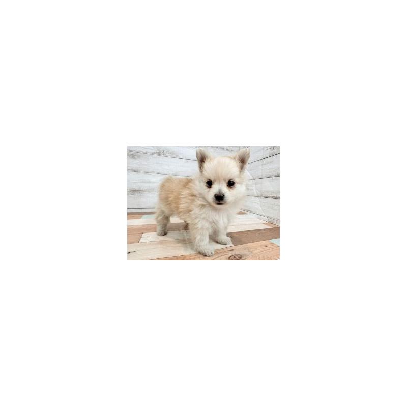 販売中の新潟県のチワワ(ロングコート)-447753の3枚目