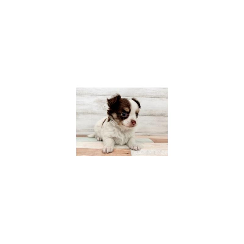 販売中の新潟県のチワワ(ロングコート)-447755の4枚目