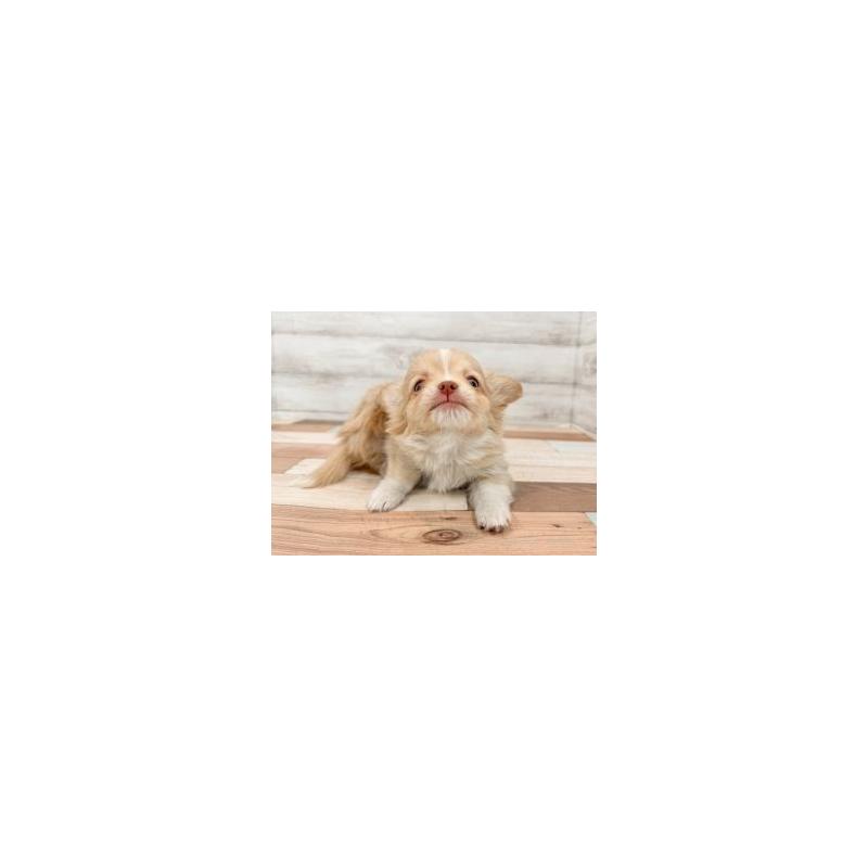 販売中の新潟県のチワワ(ロングコート)-447757の4枚目