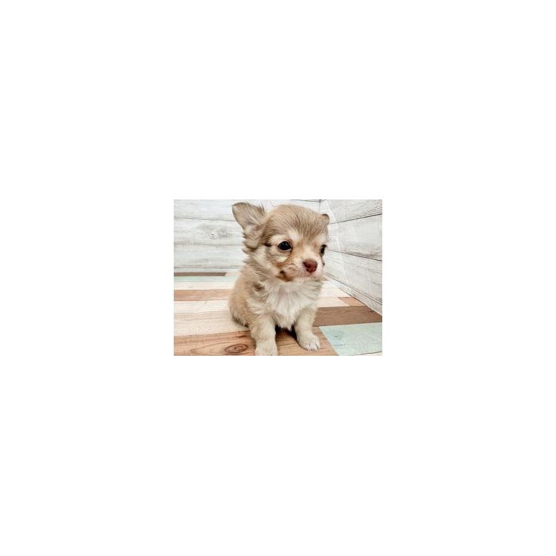 販売中の新潟県のチワワ(ロングコート)-447758の5枚目