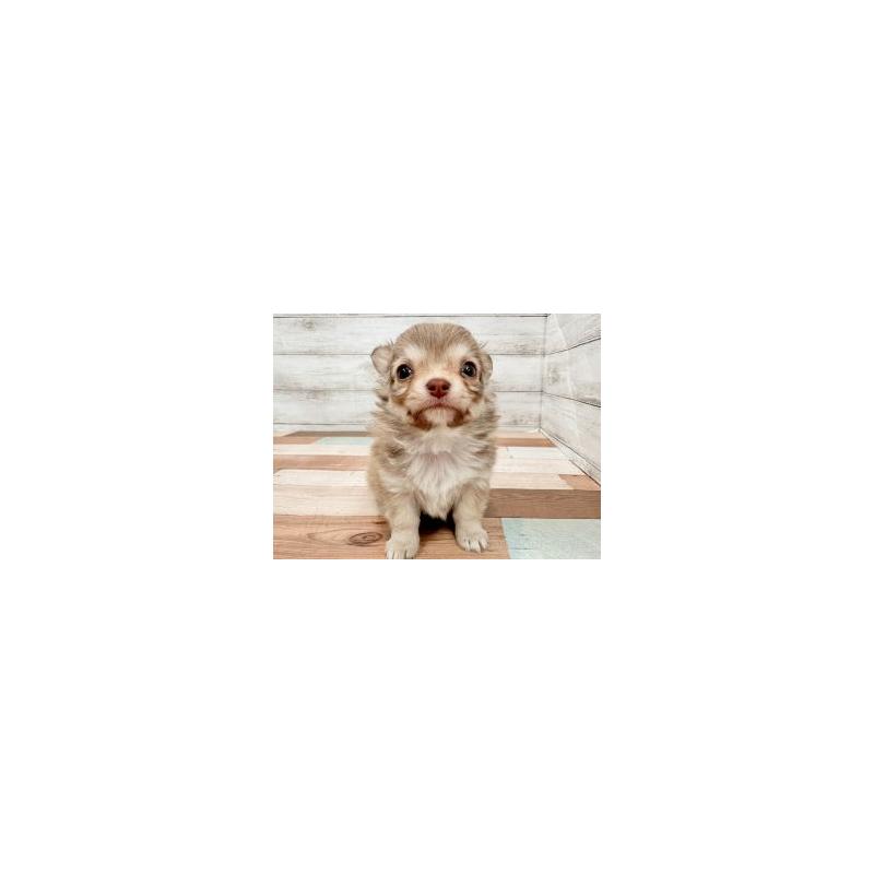 販売中の新潟県のチワワ(ロングコート)-447758の2枚目