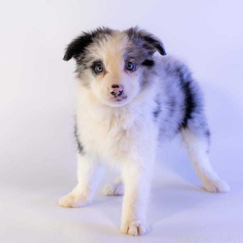 商談中の鹿児島県のボーダーコリー-441360の9枚目