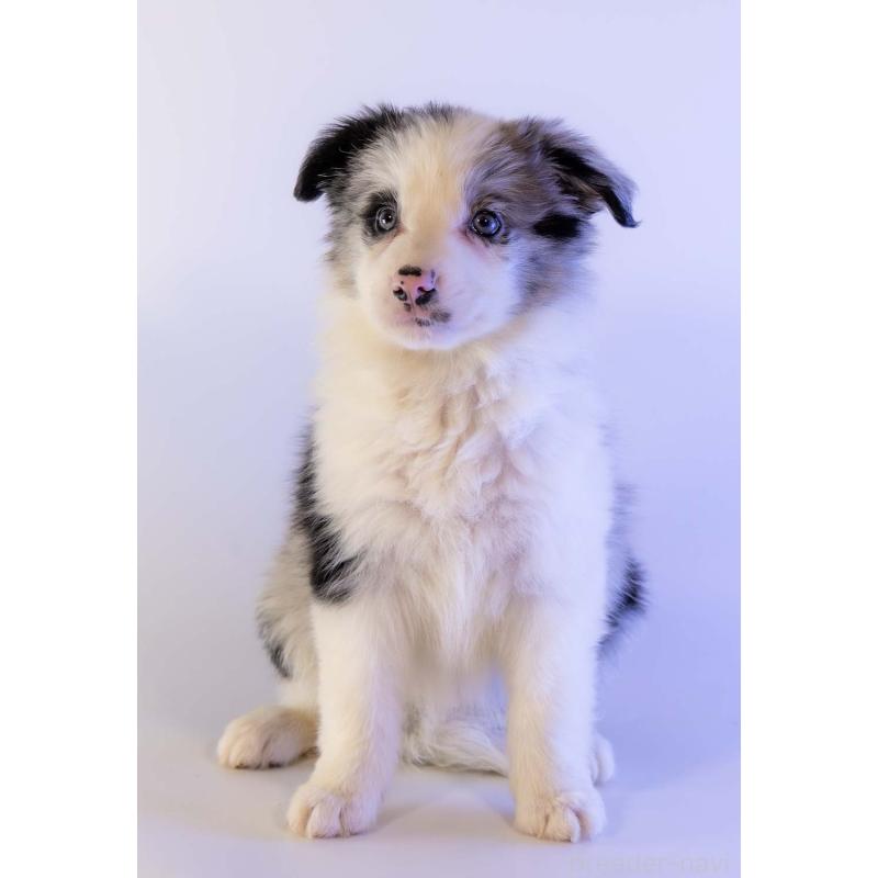 商談中の鹿児島県のボーダーコリー-441360の8枚目