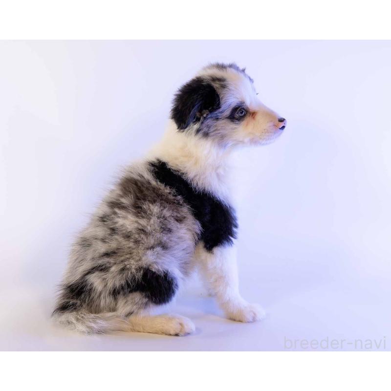 商談中の鹿児島県のボーダーコリー-441360の5枚目