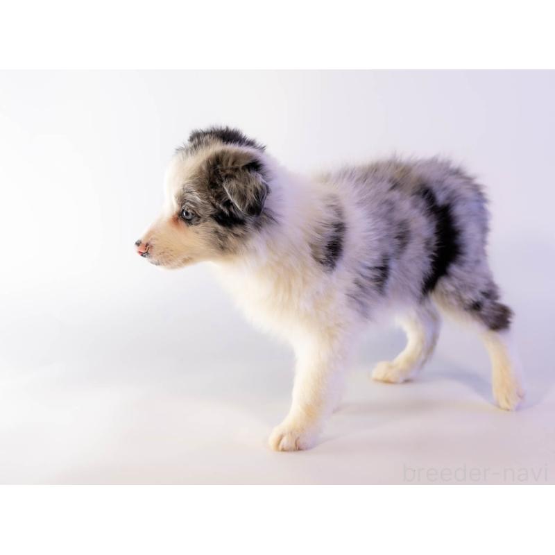 商談中の鹿児島県のボーダーコリー-441360の6枚目