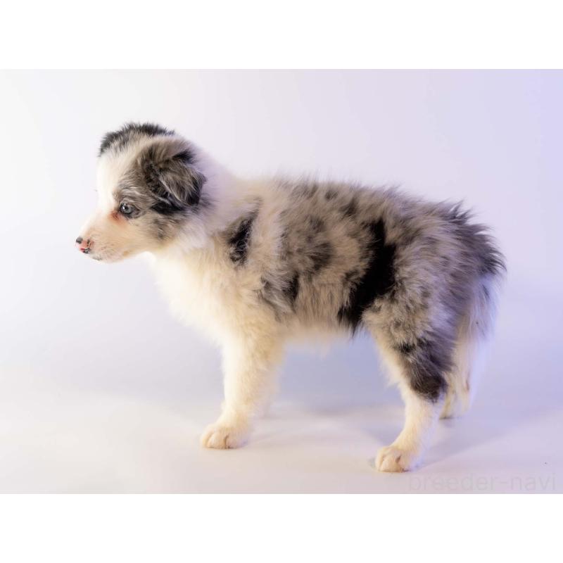 商談中の鹿児島県のボーダーコリー-441360の4枚目