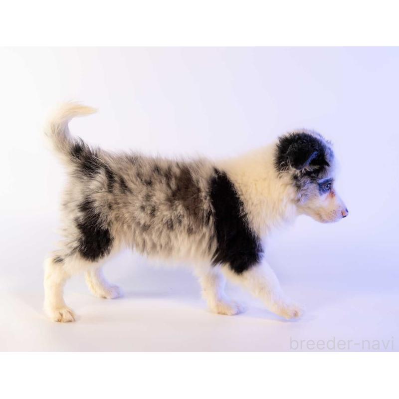 商談中の鹿児島県のボーダーコリー-441360の3枚目