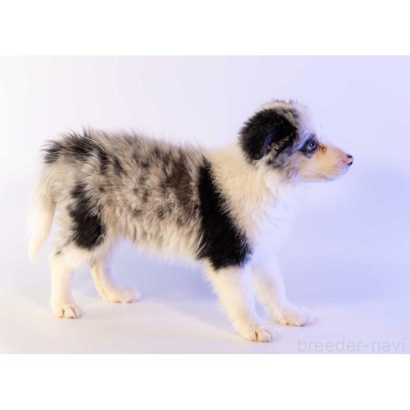 商談中の鹿児島県のボーダーコリー-441360の2枚目