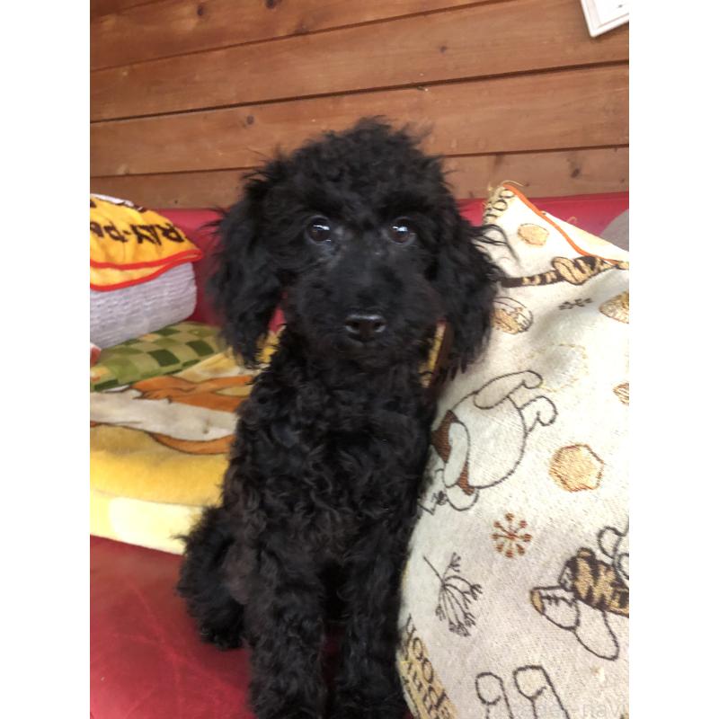 販売中の兵庫県のトイプードル-431955