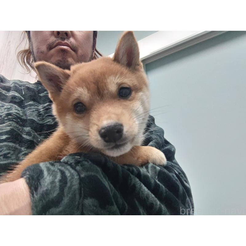 販売中の富山県の豆柴-436827の2枚目