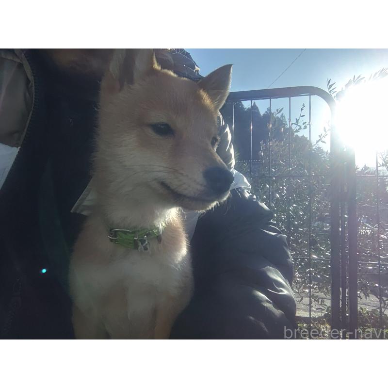 販売中の富山県の豆柴-447769の3枚目