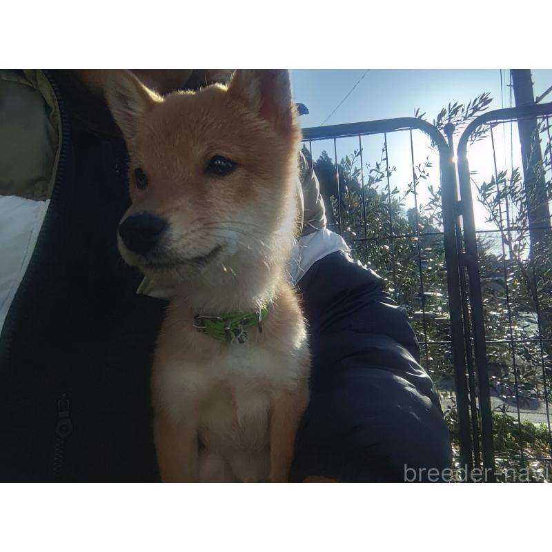 販売中の富山県の豆柴-447769の2枚目