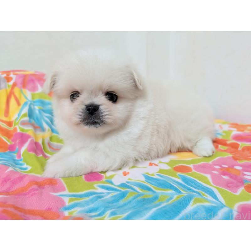 販売中の宮崎県のミックス犬-447770の7枚目