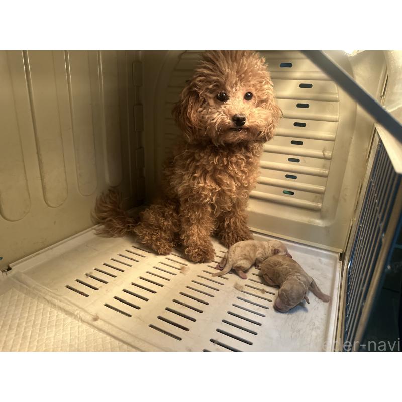 販売中の熊本県のトイプードル-447773の2枚目