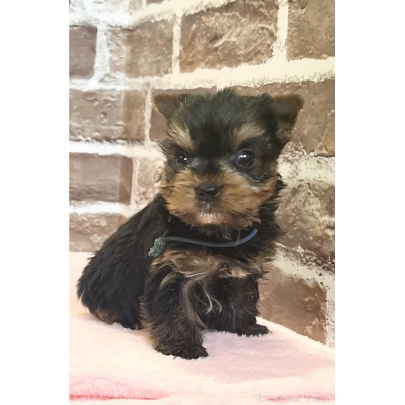 販売中の鹿児島県のヨークシャーテリア-447775の10枚目