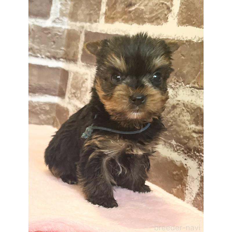 販売中の鹿児島県のヨークシャーテリア-447775の9枚目