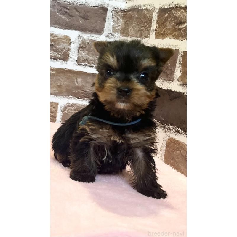 販売中の鹿児島県のヨークシャーテリア-447775の8枚目