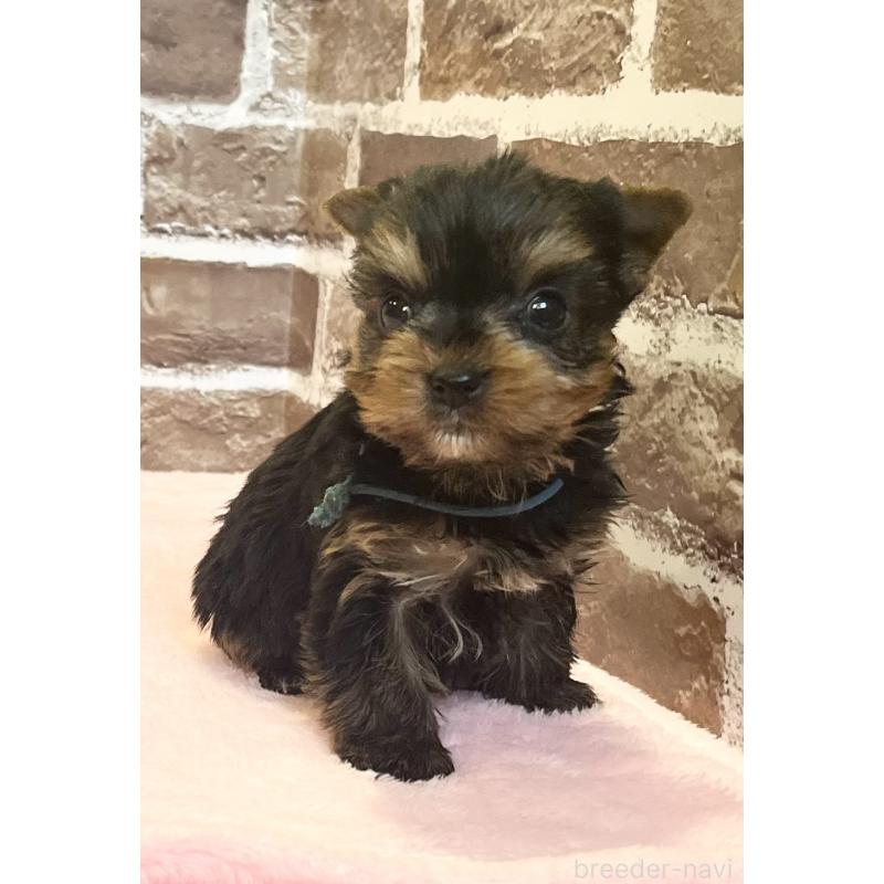 販売中の鹿児島県のヨークシャーテリア-447775の7枚目