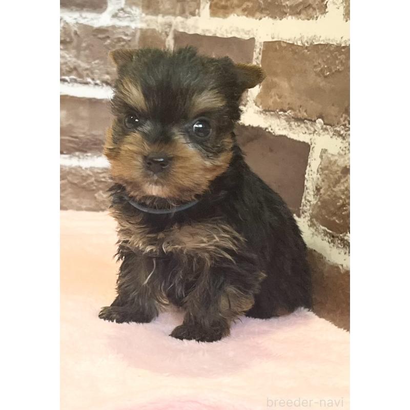 販売中の鹿児島県のヨークシャーテリア-447775の4枚目