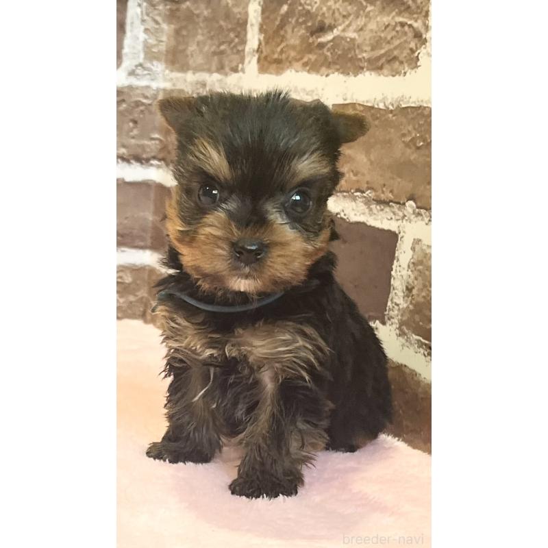 販売中の鹿児島県のヨークシャーテリア-447775の3枚目