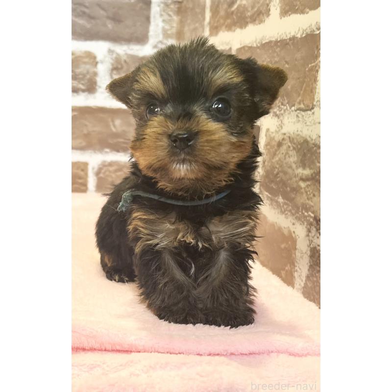 販売中の鹿児島県のヨークシャーテリア-447775の2枚目