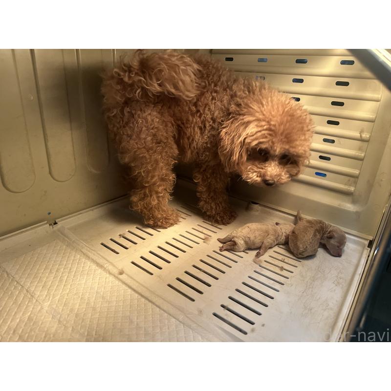 販売中の熊本県のトイプードル-447776の2枚目