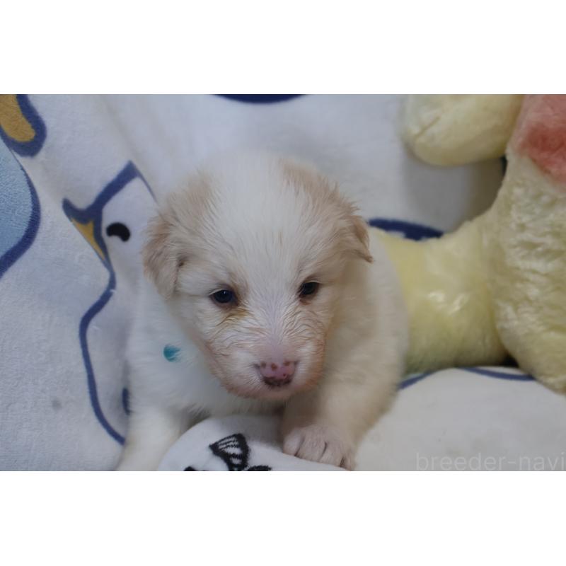 販売中の栃木県のボーダーコリー-447778の8枚目