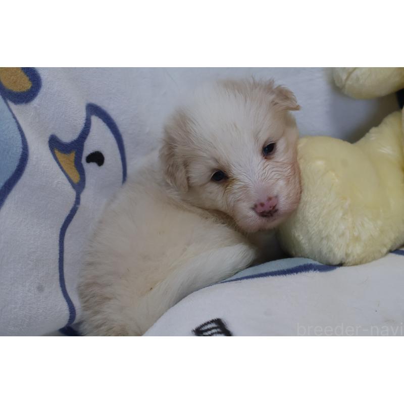 販売中の栃木県のボーダーコリー-447778の7枚目