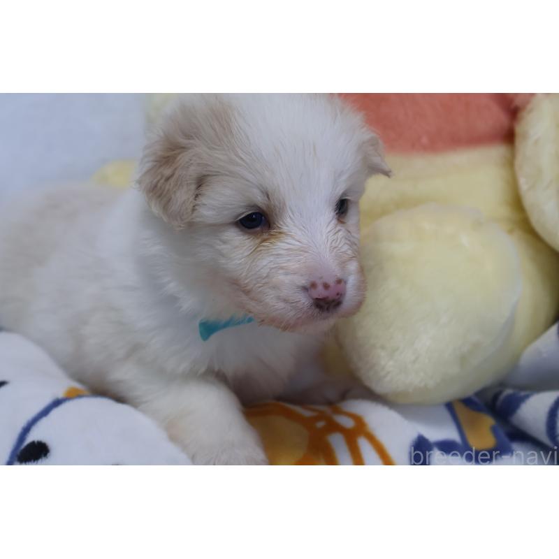 販売中の栃木県のボーダーコリー-447778の6枚目