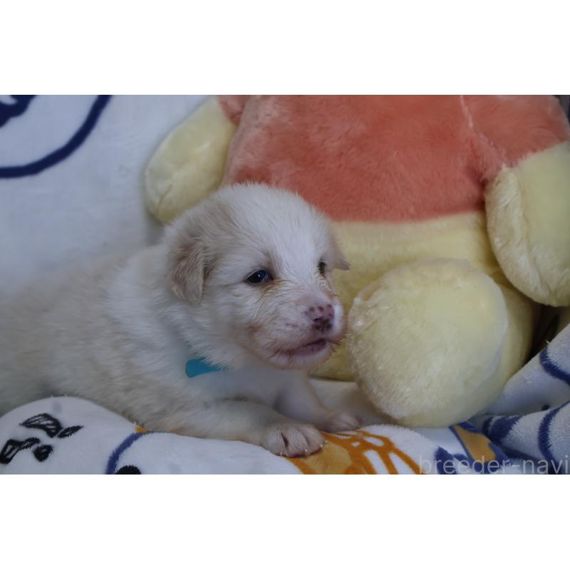 販売中の栃木県のボーダーコリー-447778の5枚目