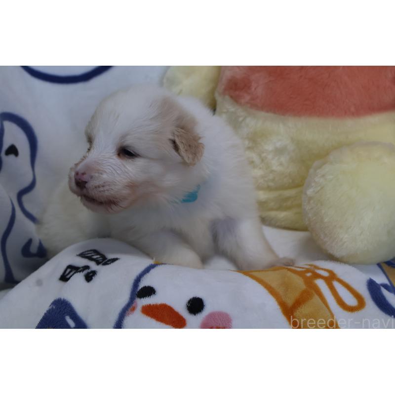 販売中の栃木県のボーダーコリー-447778の3枚目