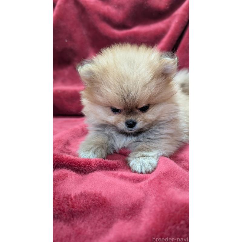 販売中の愛知県のポメチワ:ポメラニアン×チワワ-447780の7枚目