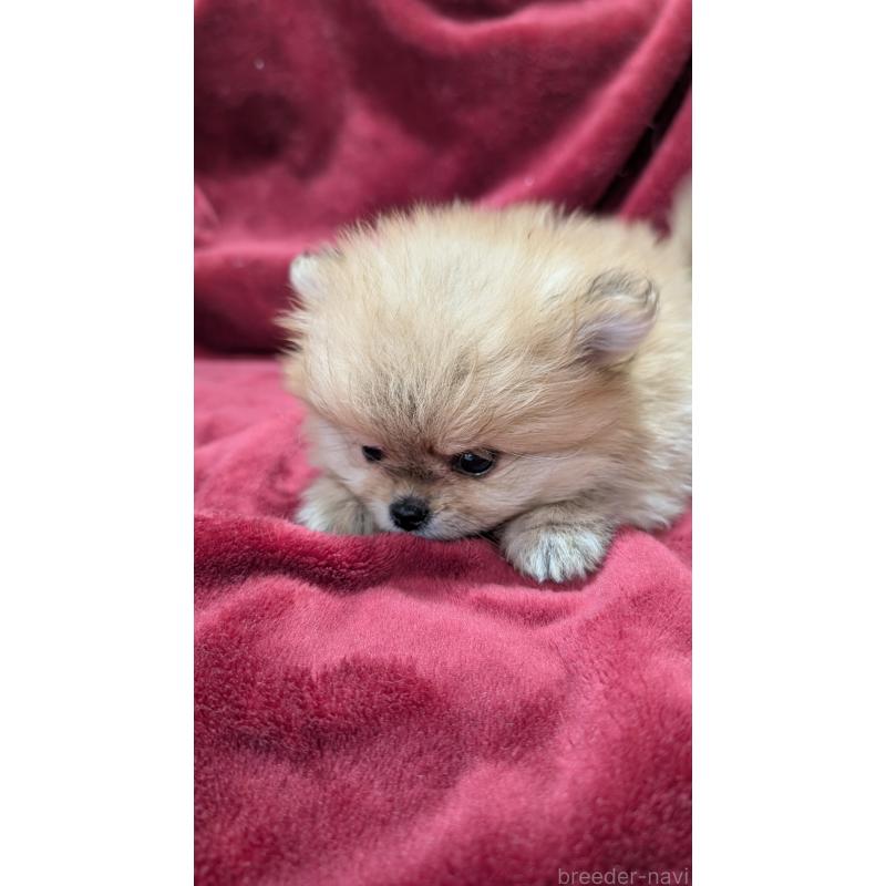 販売中の愛知県のポメチワ:ポメラニアン×チワワ-447780の6枚目