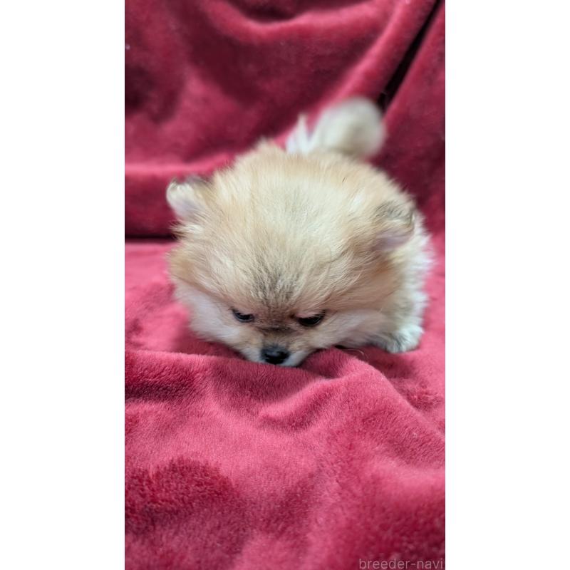 販売中の愛知県のポメチワ:ポメラニアン×チワワ-447780の5枚目