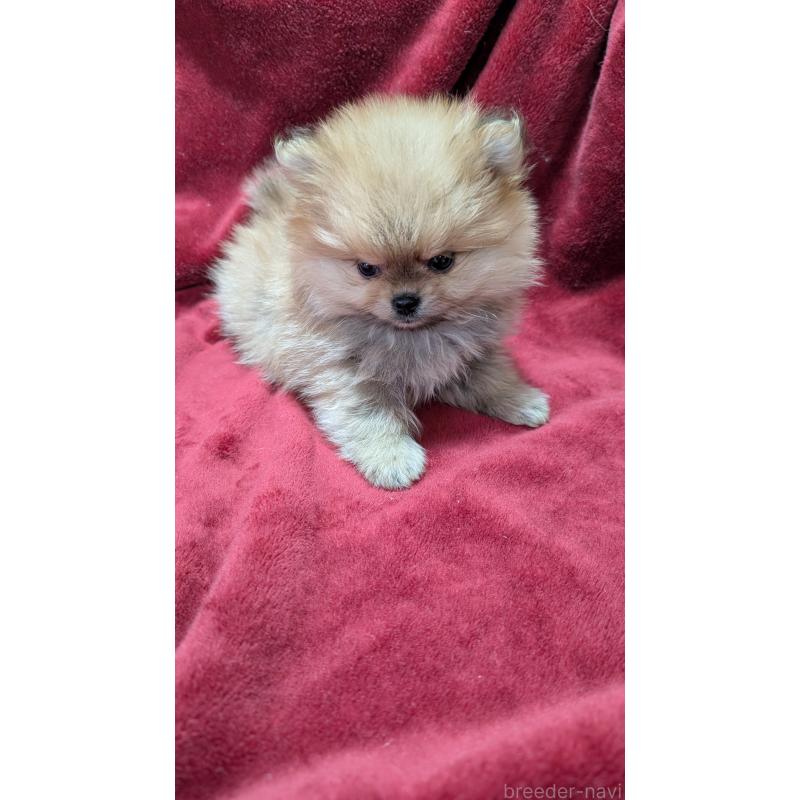 販売中の愛知県のポメチワ:ポメラニアン×チワワ-447780の3枚目