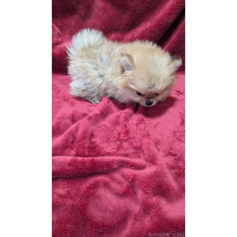 販売中の愛知県のポメチワ:ポメラニアン×チワワ-447780の2枚目