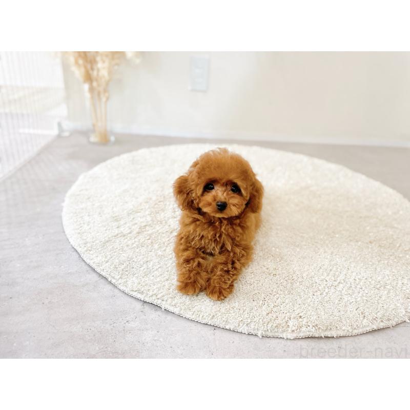 販売中の滋賀県のタイニープードル-436831の10枚目