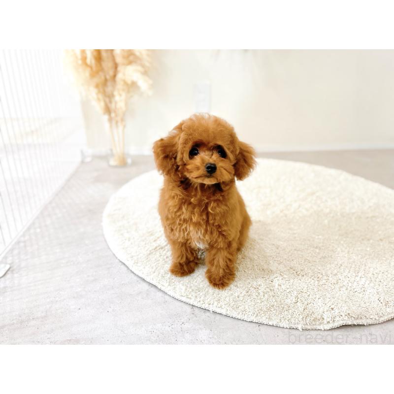 販売中の滋賀県のタイニープードル-436831の9枚目