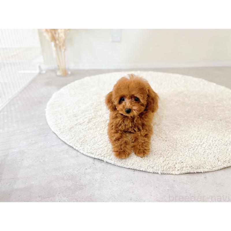 販売中の滋賀県のタイニープードル-436831の8枚目