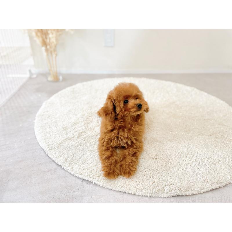 販売中の滋賀県のタイニープードル-436831の6枚目