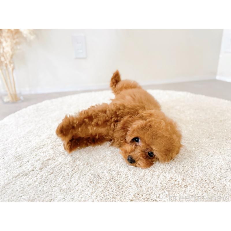 販売中の滋賀県のタイニープードル-436831の5枚目