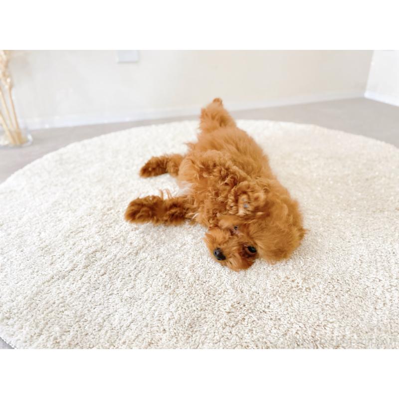 販売中の滋賀県のタイニープードル-436831の3枚目