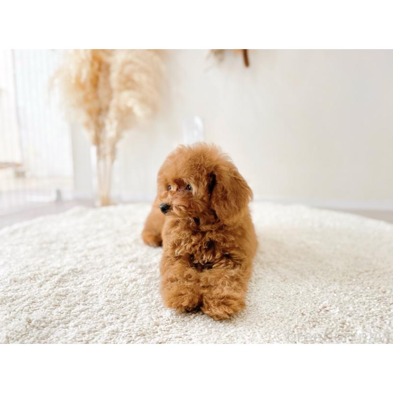 販売中の滋賀県のタイニープードル-436831の2枚目