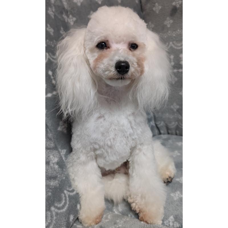 販売中の埼玉県のタイニープードル-432029の2枚目