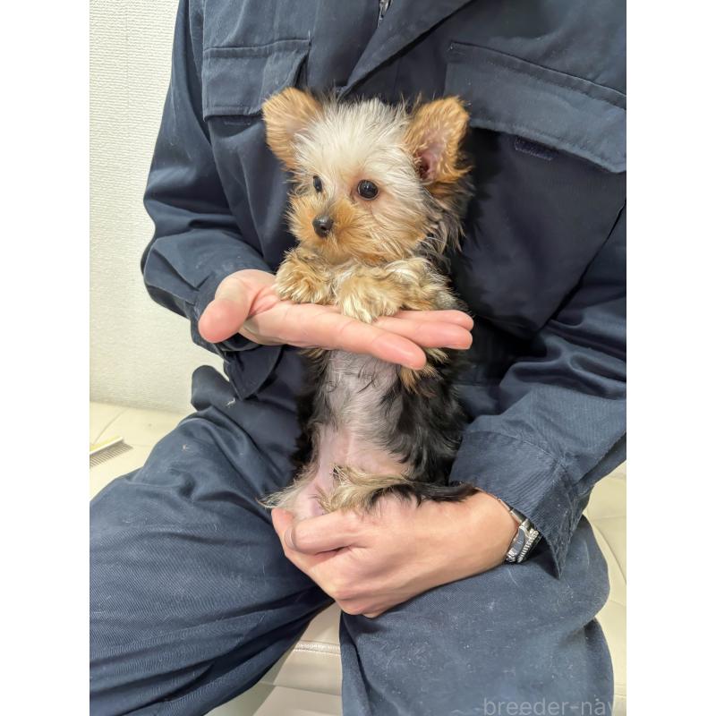 販売中の大分県のヨークシャーテリア-432265の3枚目