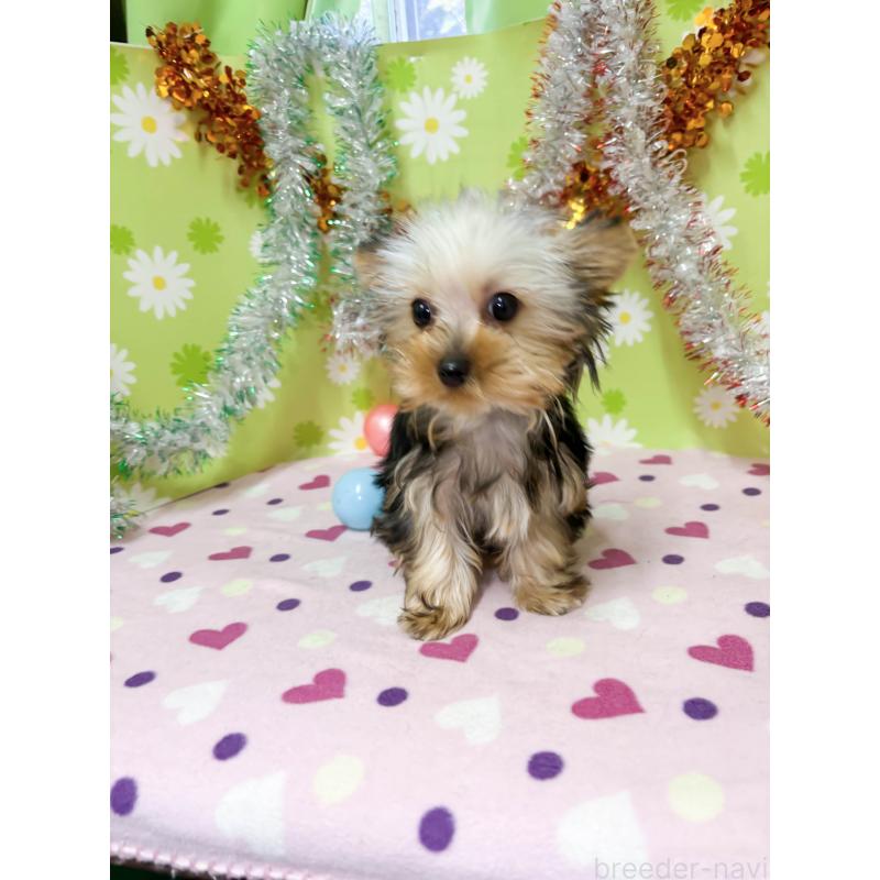 販売中の大分県のヨークシャーテリア-432265の2枚目